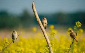 Study: Solar power reduces bird diversity in China
